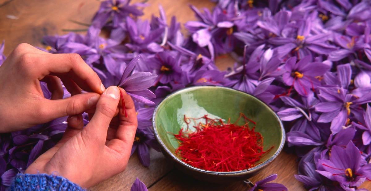 saffron-extract-benefits